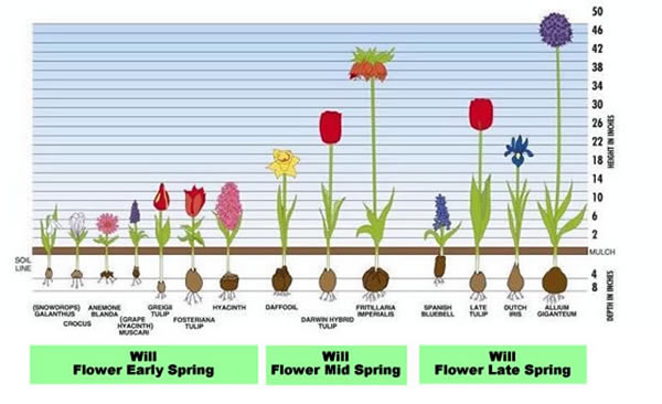 Bulb Care Sheet