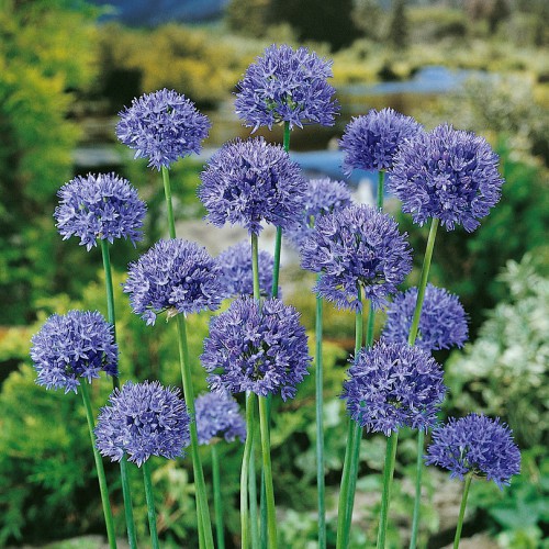 Pilgrim Flower Bulbs - Allium Azureum Bulbs - Pilgrim Flower Bulbs